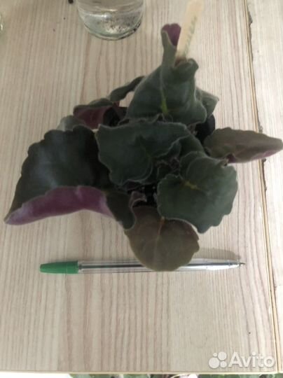 Фиалка см-Танец Галлактик sport