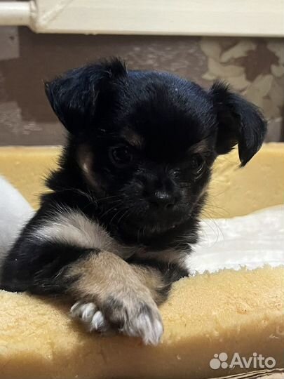 Щенки Чихуахуа