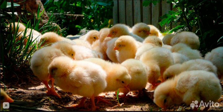 Цыплята несушки