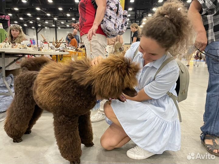 Передержка животных