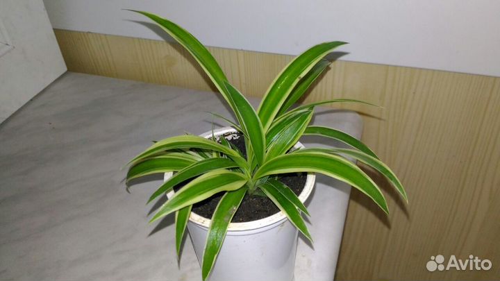 Хлорофитум