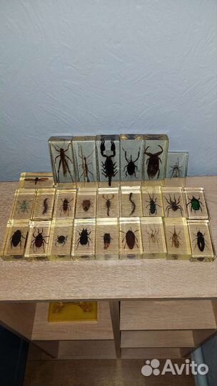 Коллекция насекомых
