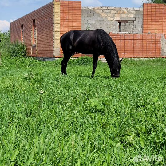 Лошадь жеребец