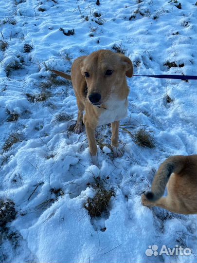 Рыжее солнышко