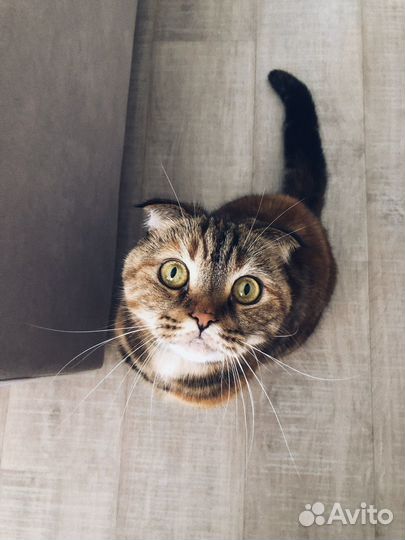 Кошка