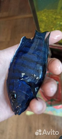 Лабидохромис Еллоу, аулонокара Кобуе