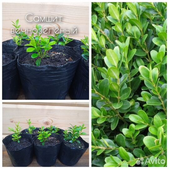 Самшит вечнозелёный, саженцы