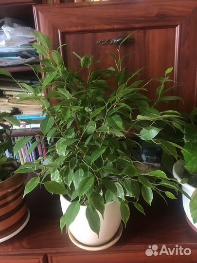 Фикус Бенджамина пестролистный кинки