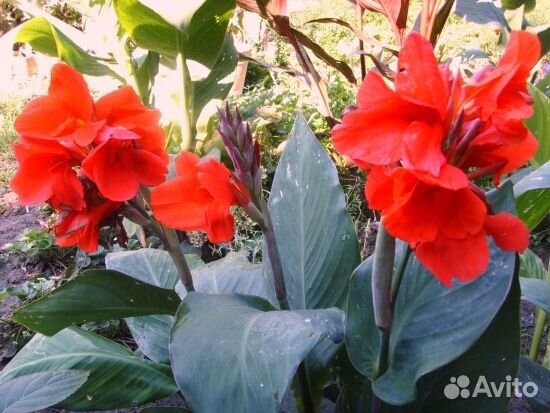 Канна индийская