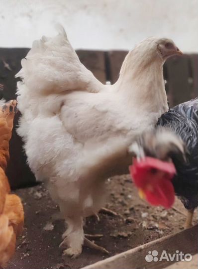 Индоутка и породистые куры, яйцо и молодняк