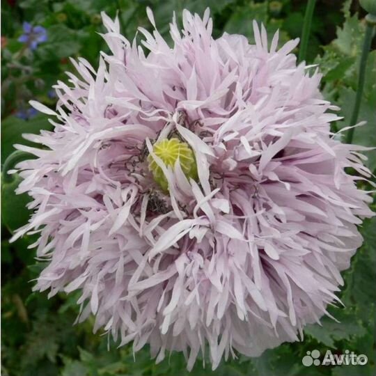 Семена пионовидных и махровых маков