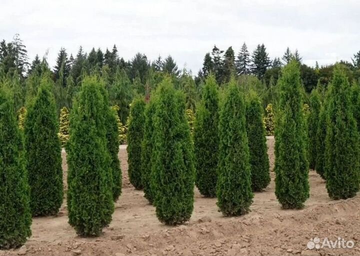 Туя Колумна