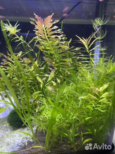 Аквариумное растение прополка