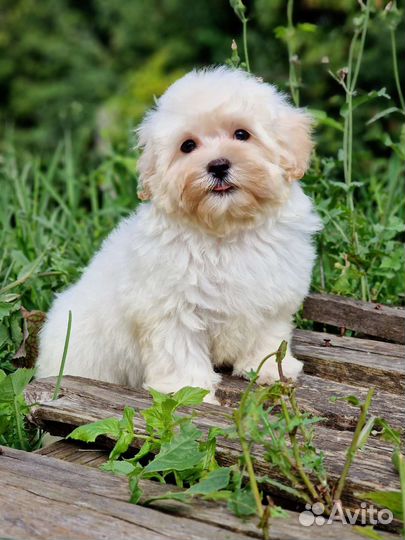 Мальчик мальтипу