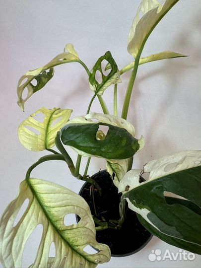 Монстера Адансона Манки Маск вариегатная