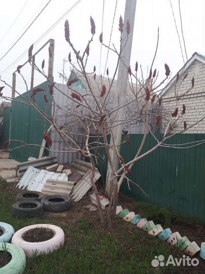 Сумах оленерогий или уксусное дерево