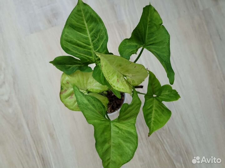 Сингониум конфетти триколор