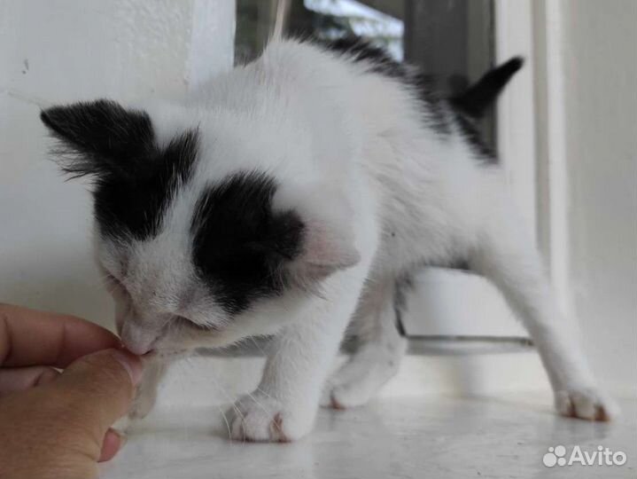Котенок маленький черно-белый в дар добрые руки