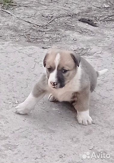 Щенок мальчик