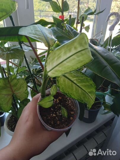 Монстера, эпипремнум, диффенбахия