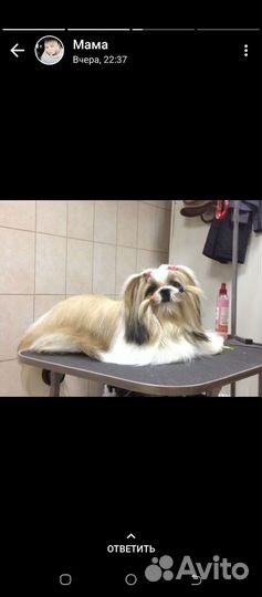 Ши-тцу вязка