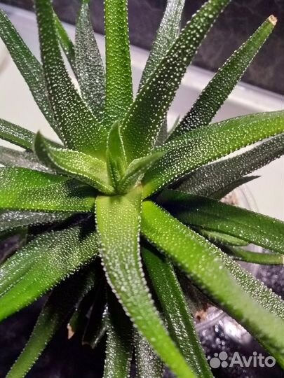 Хавортия полосатая