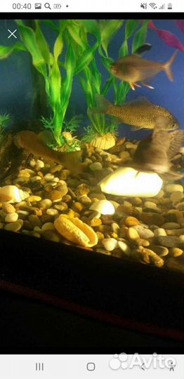 Аквариум
