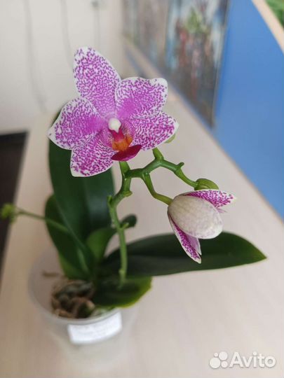 Орхидея сортовая