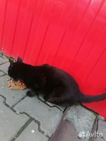 Кошечка ищет дом