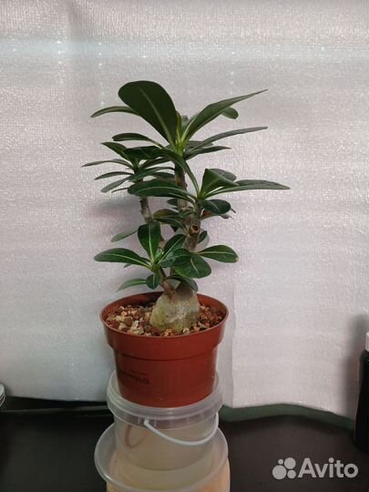 Адениум Обесум