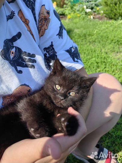 Кошечка метис британка