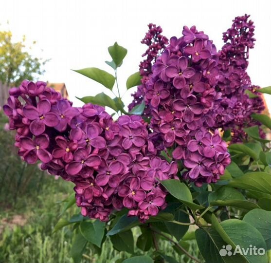 Сирень Анна Шиач