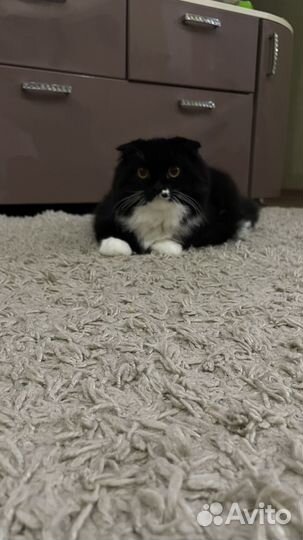 Отдам в добрые руки