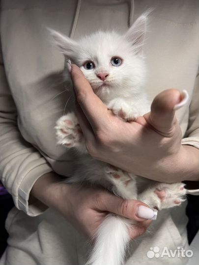 Котята мейн-кун