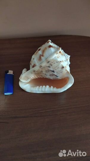 Большая морская раковина