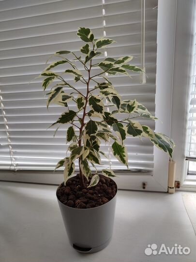 Продам цветы комнатные