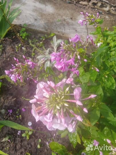 Обменяю цветы на ведро огурцов