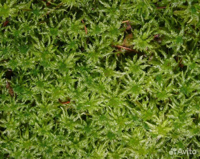 Мох сфагнум живой
