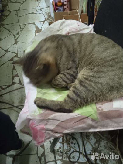 Домашние животные кошки