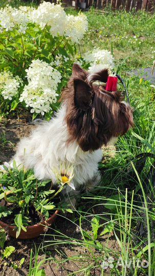 Биро Йорк,бело-шокол.золотой окрас Йорка,шокоБивер