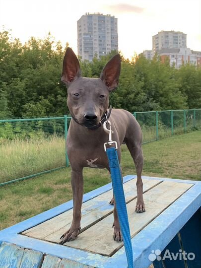 Американский голый терьер Вязка