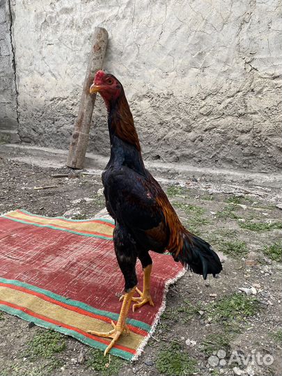 Бойцовые петух