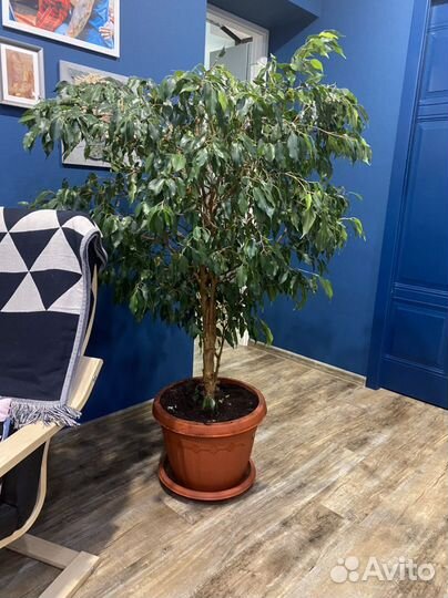 Фикус Бенджамина большой
