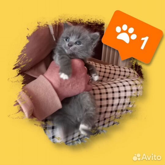 Котята в добрые руки бесплатно