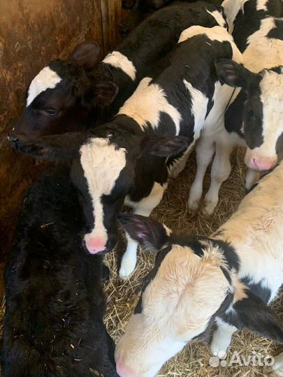 Бычки телочки