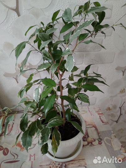 Фикус