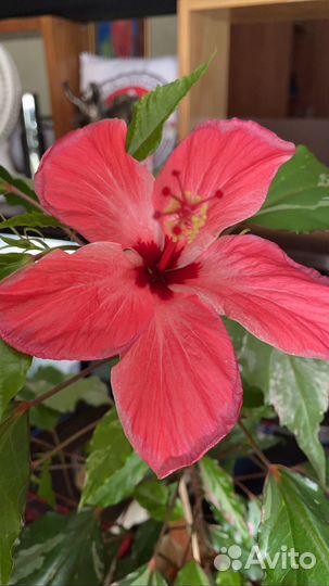 Гибискус китайская роза Купера