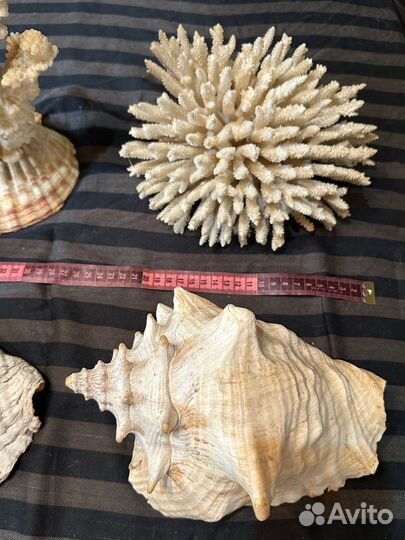 Большие морские раковины и кораллы