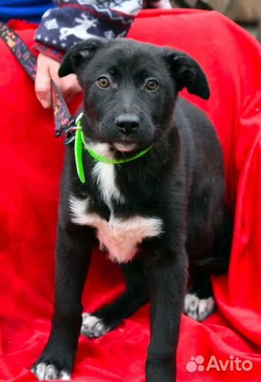 Щенок девочка в добрые руки