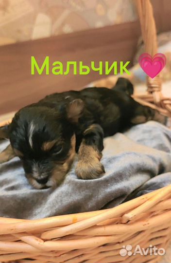 Щенки йорка